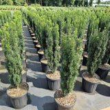 Taxus baccata 'Fastigiata'