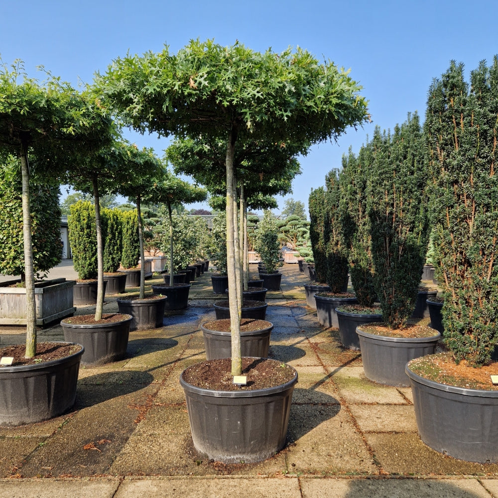 Quercus palustris (Precomanda)