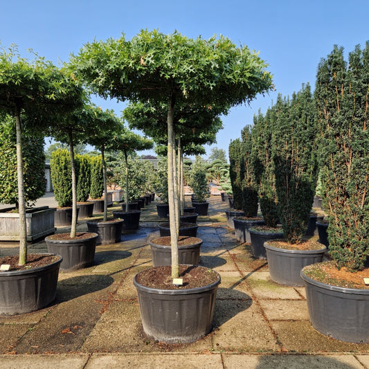 Quercus palustris (Precomanda)
