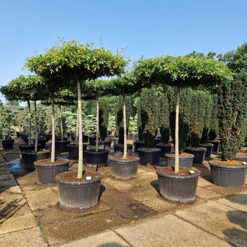 Quercus palustris (Precomanda)