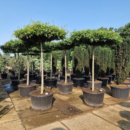 Quercus palustris (Precomanda)
