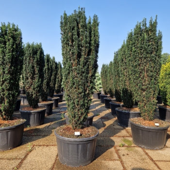 Taxus baccata 'Pirat'