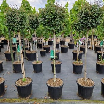 Syringa meyeri 'Dark Purple'