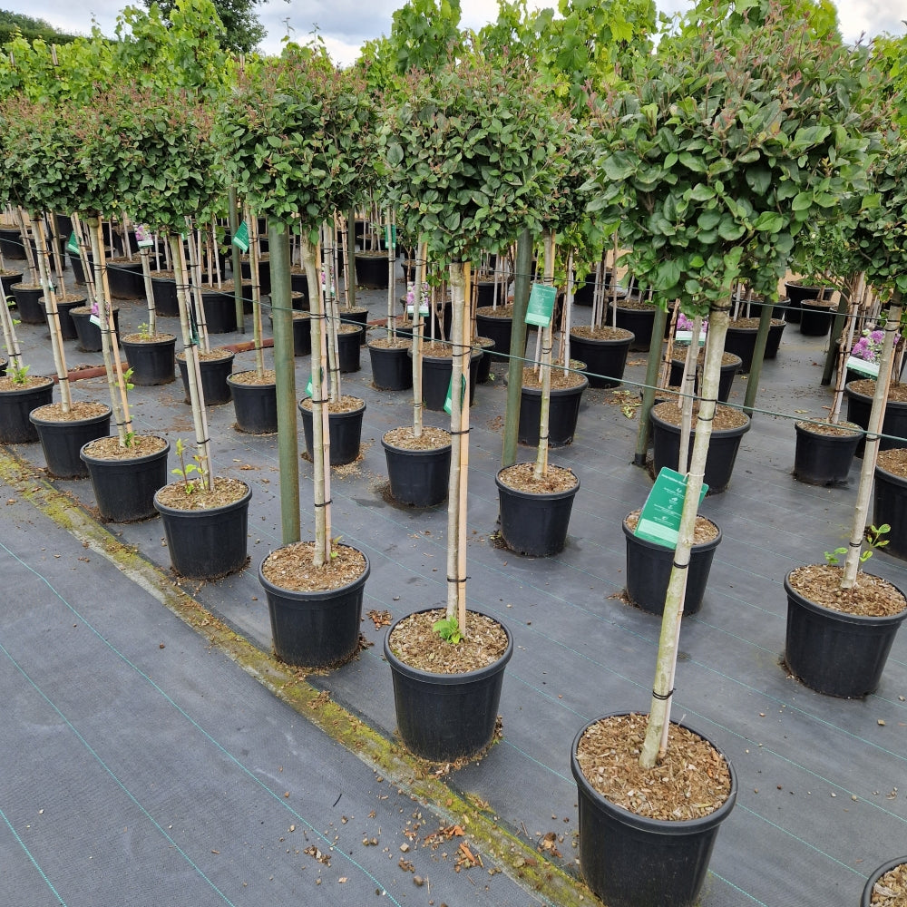 Syringa meyeri 'Dark Purple' ® (Precomanda)