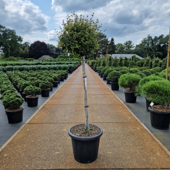 Syringa meyeri 'Pink Perfume'