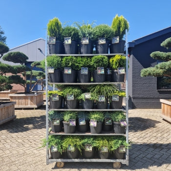 Mix CC 302-Kings Garden Collection