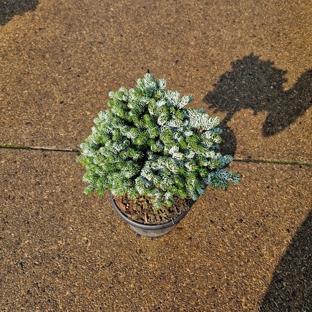 Abies koreana 'Kohout's Icebreaker'® pe picior (Precomanda)