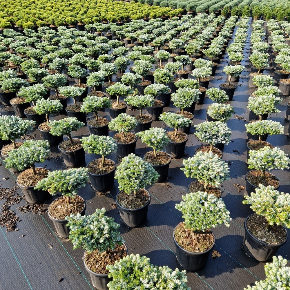 Abies koreana 'Kohout's Icebreaker'® pe picior (Precomanda)