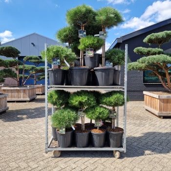 Mix CC 303-Kings Garden Collection