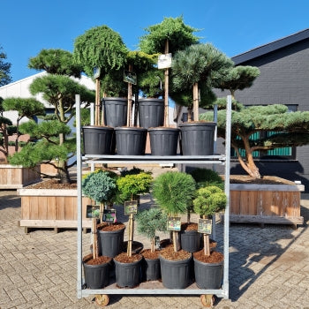 Mix CC 300-Kings Garden Collection