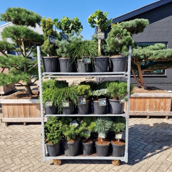 Mix CC 305-Kings Garden Collection