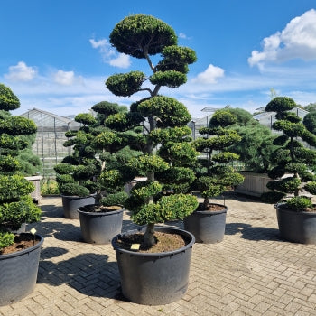 Ilex crenata 'Kimne'