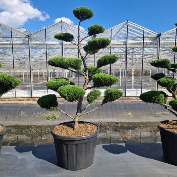 Juniperus media 'Mint Julep'
