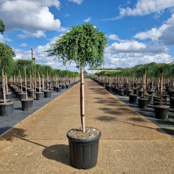 Juniperus comm. 'Green Mantle'