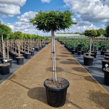 Chamaecyparis obt. 'Gitte'