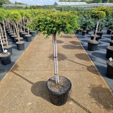 Chamaecyparis obt. 'Gitte'