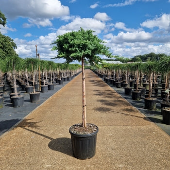 Juniperus procumbens 'Nana'