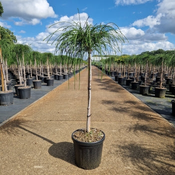 Thuja plicata 'Whipcord'