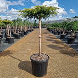 Juniperus comm. 'Goldschatz'