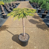 Juniperus comm. 'Goldschatz'