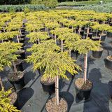 Juniperus comm. 'Goldschatz'