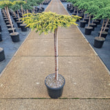 Juniperus comm. 'Goldschatz'