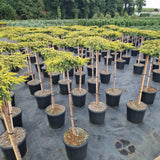 Juniperus comm. 'Goldschatz'