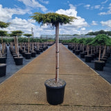 Juniperus comm. 'Goldschatz'