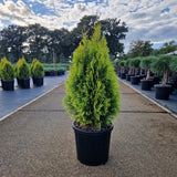 Thuja occ. 'Golden Smaragd'