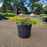 Juniperus comm. 'Goldschatz'