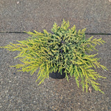 Juniperus comm. 'Goldschatz'