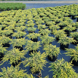 Juniperus comm. 'Goldschatz'