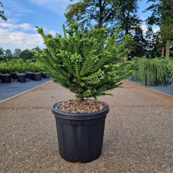 Cryptomeria jap. 'Dinger'