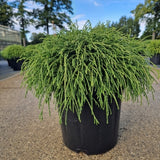 Chamaecyparis pis. 'Filifera Nana'