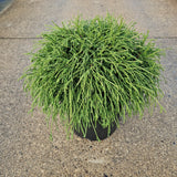 Chamaecyparis pis. 'Filifera Nana'