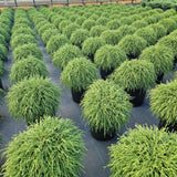 Chamaecyparis pis. 'Filifera Nana'