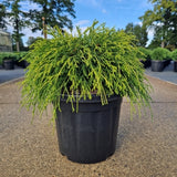 Chamaecyparis pis. 'Sungold'