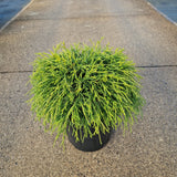 Chamaecyparis pis. 'Sungold'