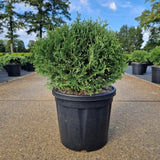 Thuja occ. 'Tiny Tim'