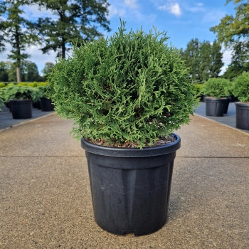 Thuja occ. 'Tiny Tim'