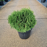 Thuja occ. 'Tiny Tim'