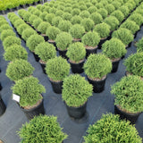 Thuja occ. 'Tiny Tim'