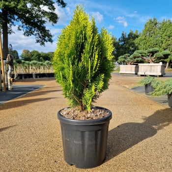Thuja orient. 'Aurea Nana'