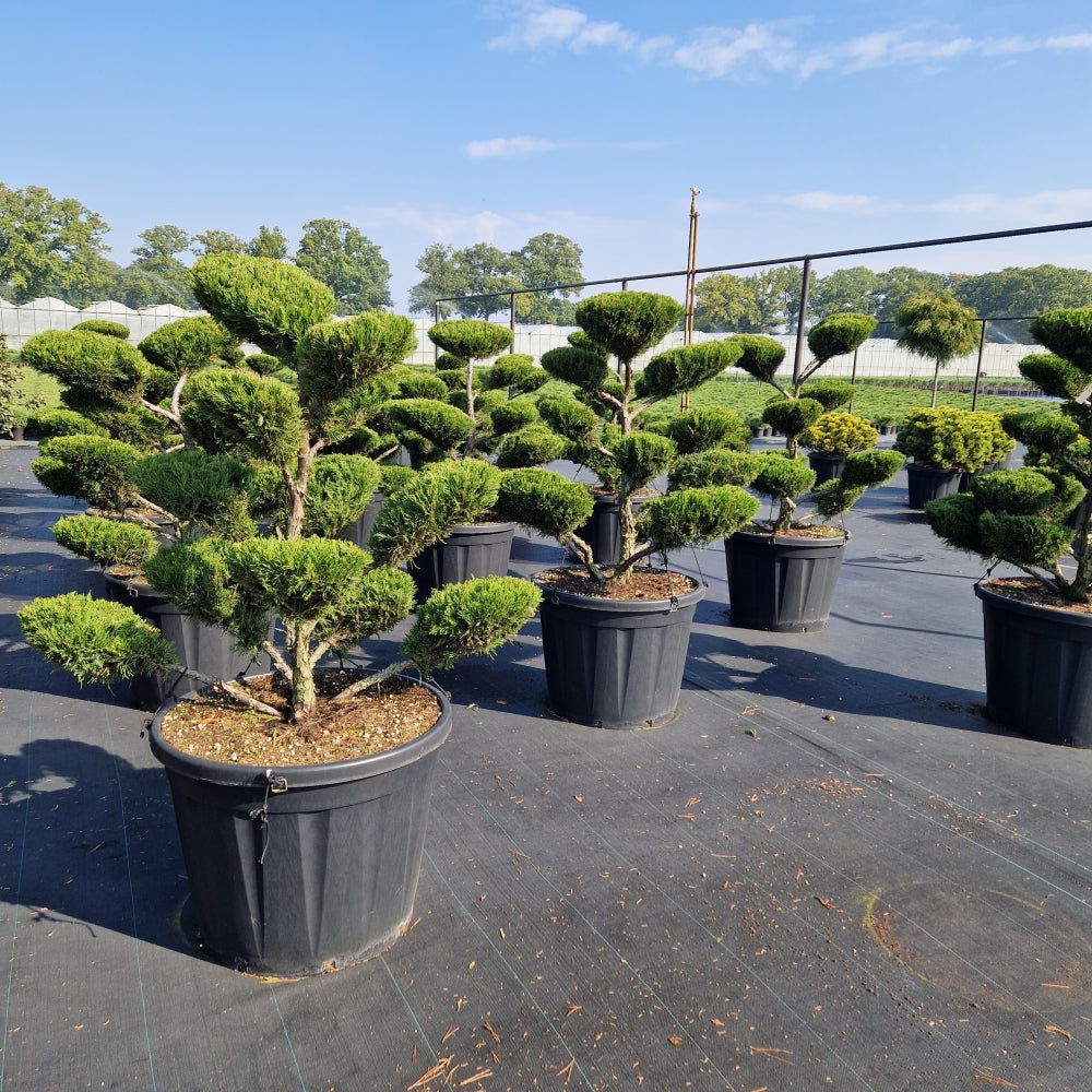 Kings Bonsai Collection®