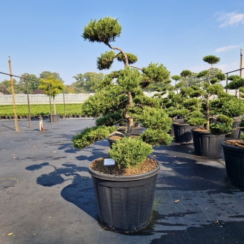 Juniperus sabina 'Rockery Gem'