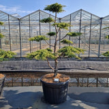 Juniperus comm. 'Green Carpet'