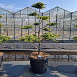 Juniperus comm. 'Green Carpet'