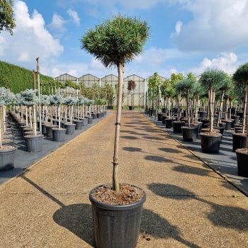 Pinus uncinata 'Wiel'