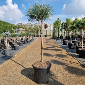Pinus sylvestris 'Chantry Blue'