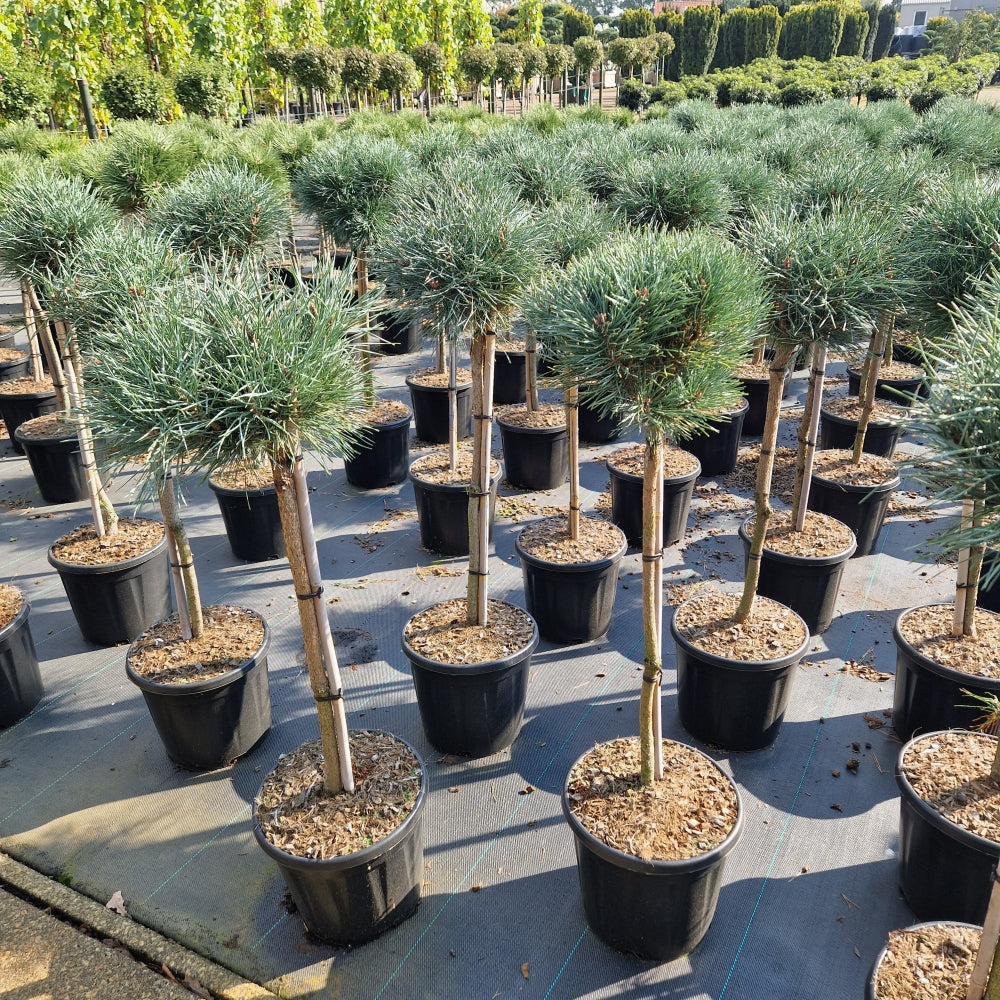 Kings Garden In-Stock Collection®